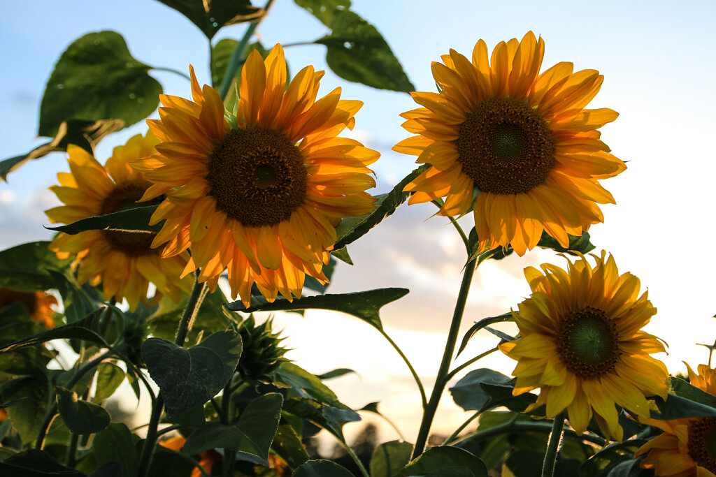 Sonnenblumen