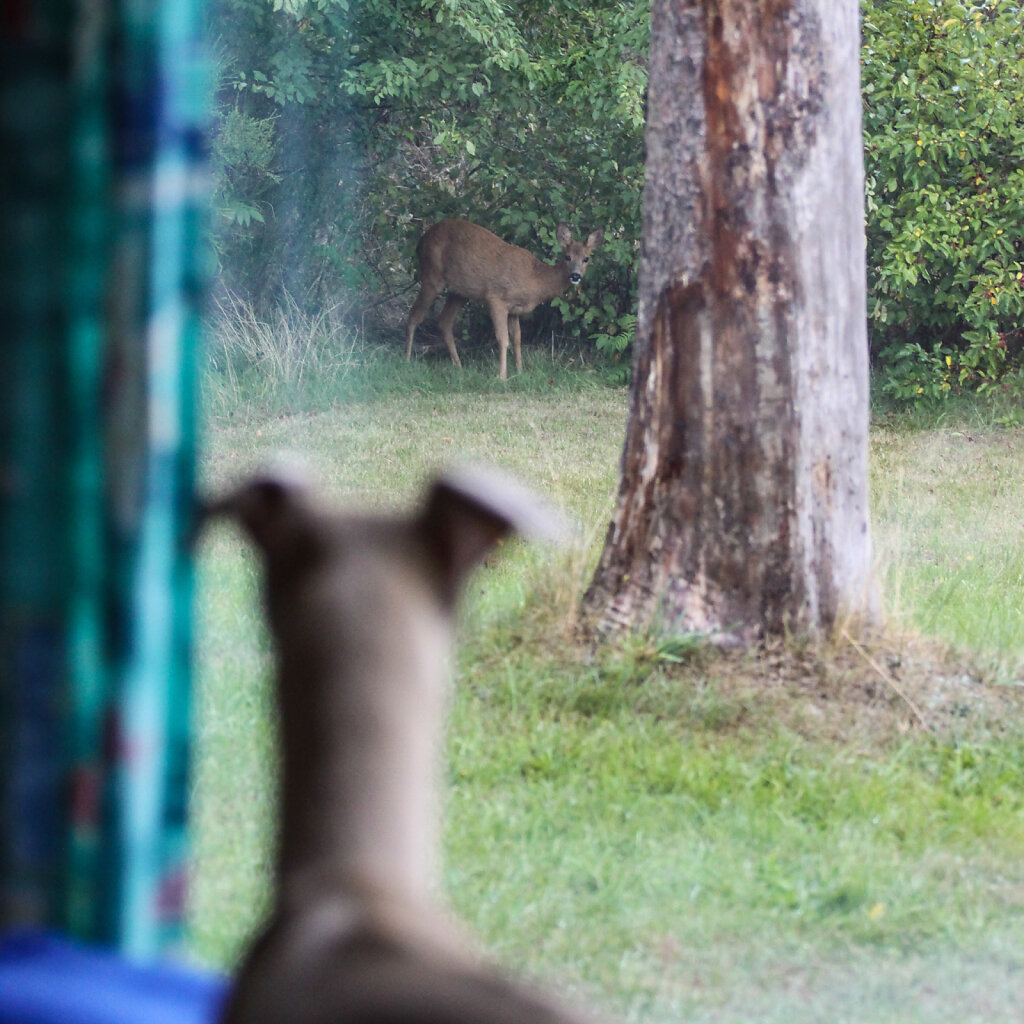 Whippet im Urlaub