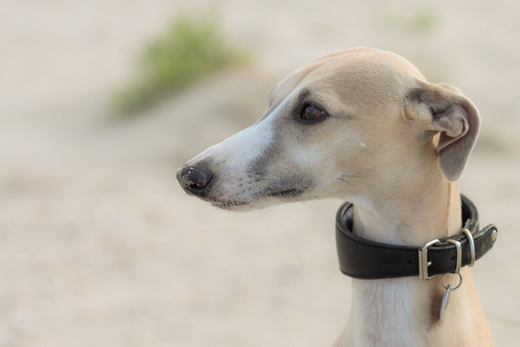 Whippetkopf